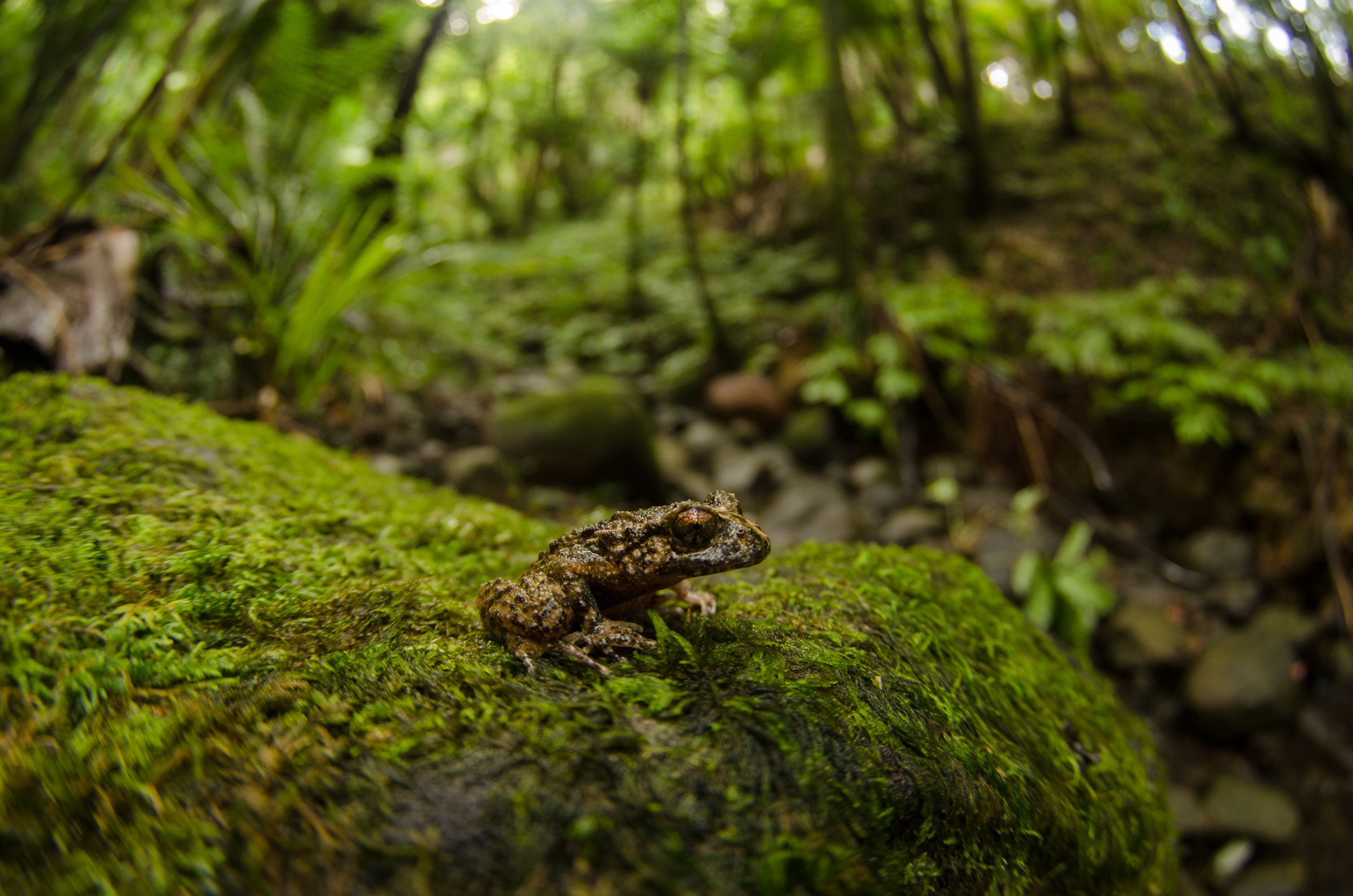 DSC_3534 – Hochstetter's, frog, Leiopelma, hochstetteri, Hochstetter, coromandel, amphibian, Crispin, reptiles, amphibians, rare, cold, blood, new, new zealand, zealand, nz